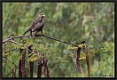 Zwarte Wouw. Black Kite, Milvus migrans Location: Kololi, the Gambia zwarte wouw MG 0528 kopie